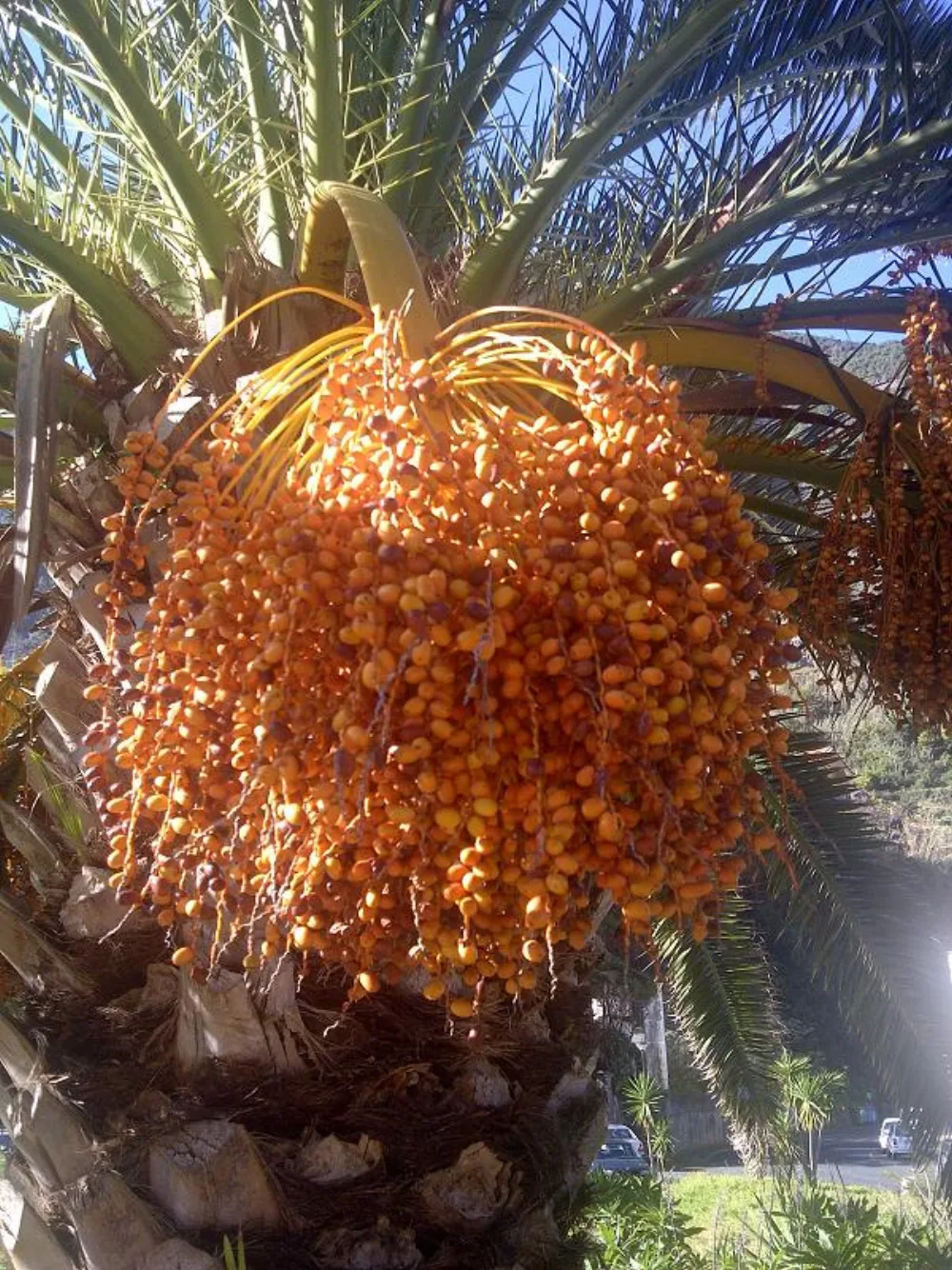 How to Order Wholesale Dates in Jakarta & Same-Day Delivery by Area