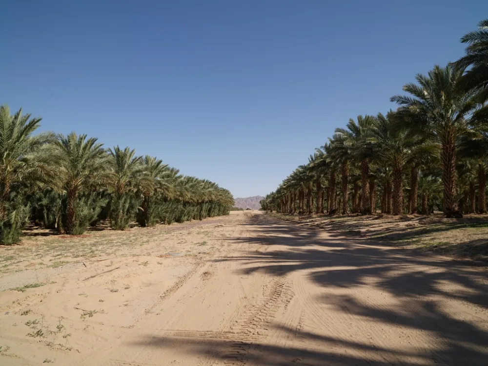 Kurma Ajwa Madinah Grade Super & VIP — Grosir