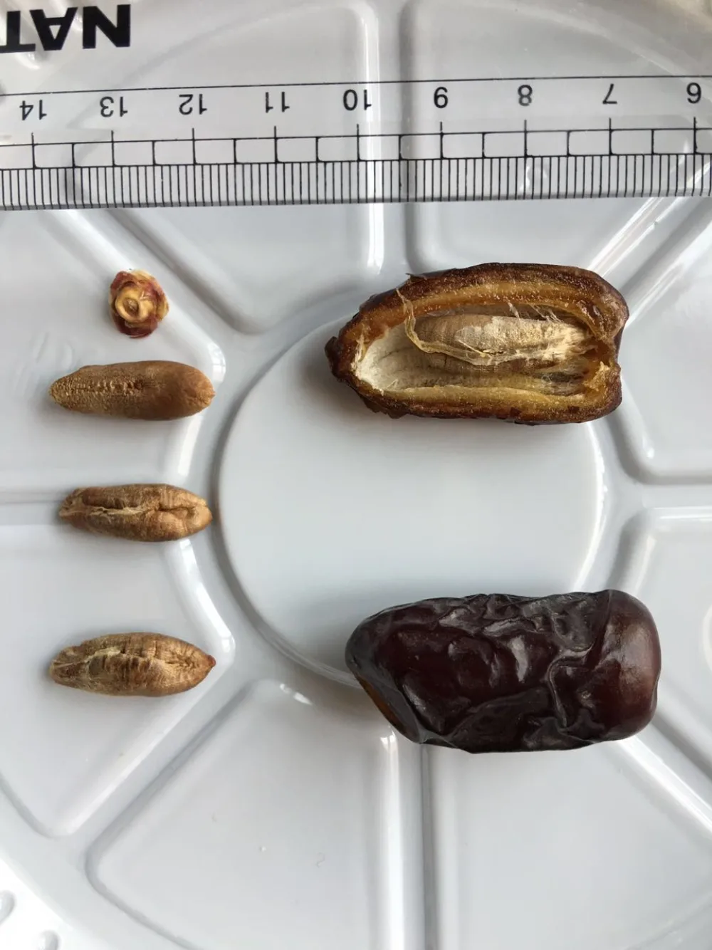 Kurma Safawi Madinah Grade A — Grosir